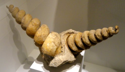 Cerithium giganteum, snails, Middle Eocene, Verona, Italy - Houston Museum of Natural Science - DSC01968