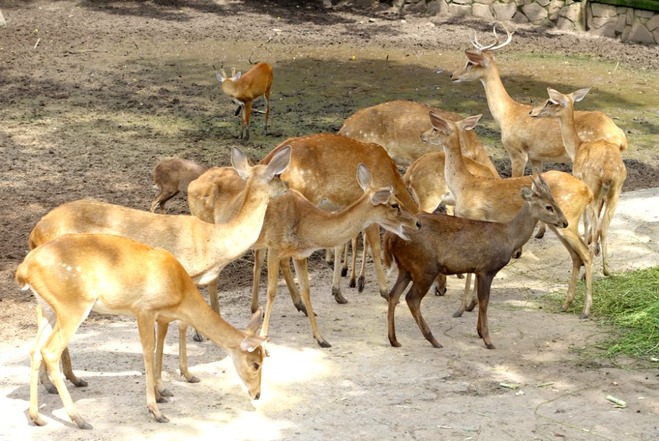 Cervus - Saigon Zoo and Botanical Gardens - Ho Chi Minh City, Vietnam - DSC01336