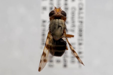 Ceroxys latiusculus, dorsal view