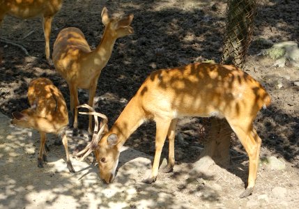 Cervus - Saigon Zoo and Botanical Gardens - Ho Chi Minh City, Vietnam - DSC01348