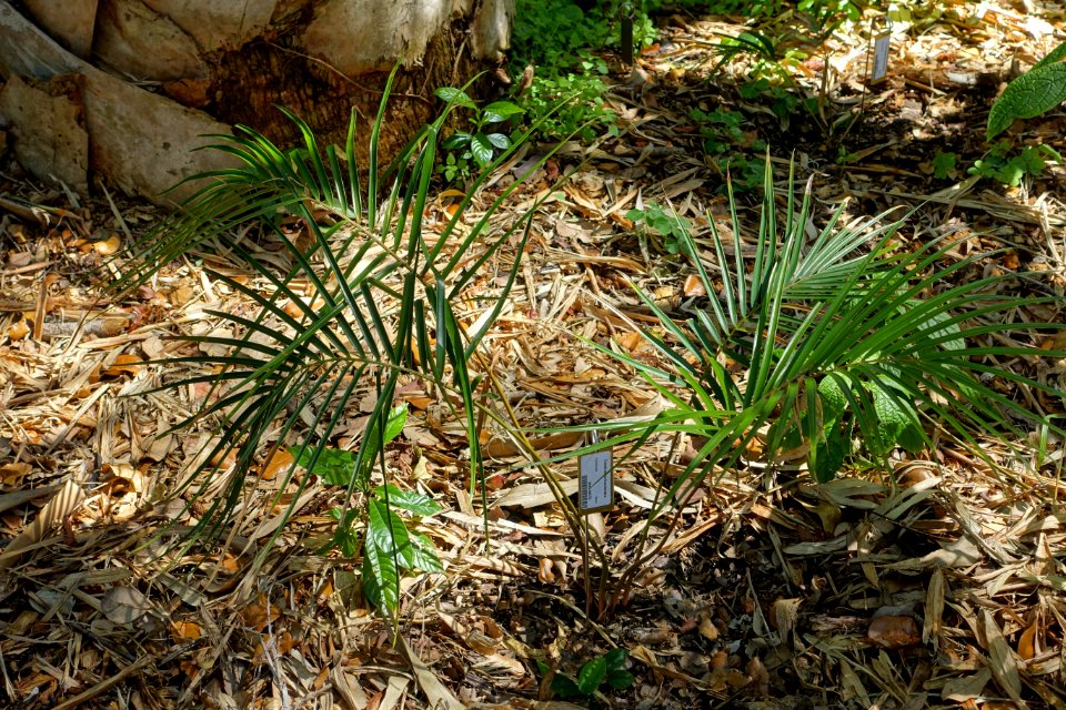 Ceratozamia kuesteriana - Marie Selby Botanical Gardens - Sarasota, Florida - DSC01510
