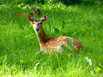 Cervus-nippon-pseudaxis-1