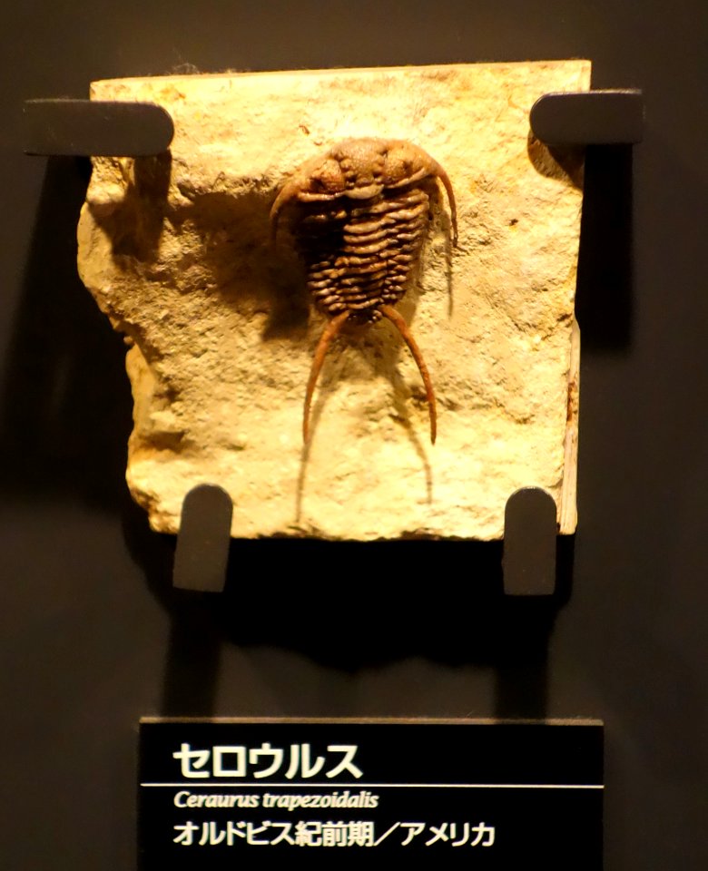 Ceraurus ruidus (Ceraurus trapezoidalis) - National Museum of Nature and Science, Tokyo - DSC07758