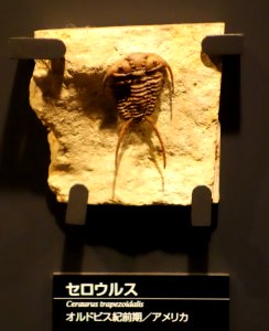 Ceraurus ruidus (Ceraurus trapezoidalis) - National Museum of Nature and Science, Tokyo - DSC07758