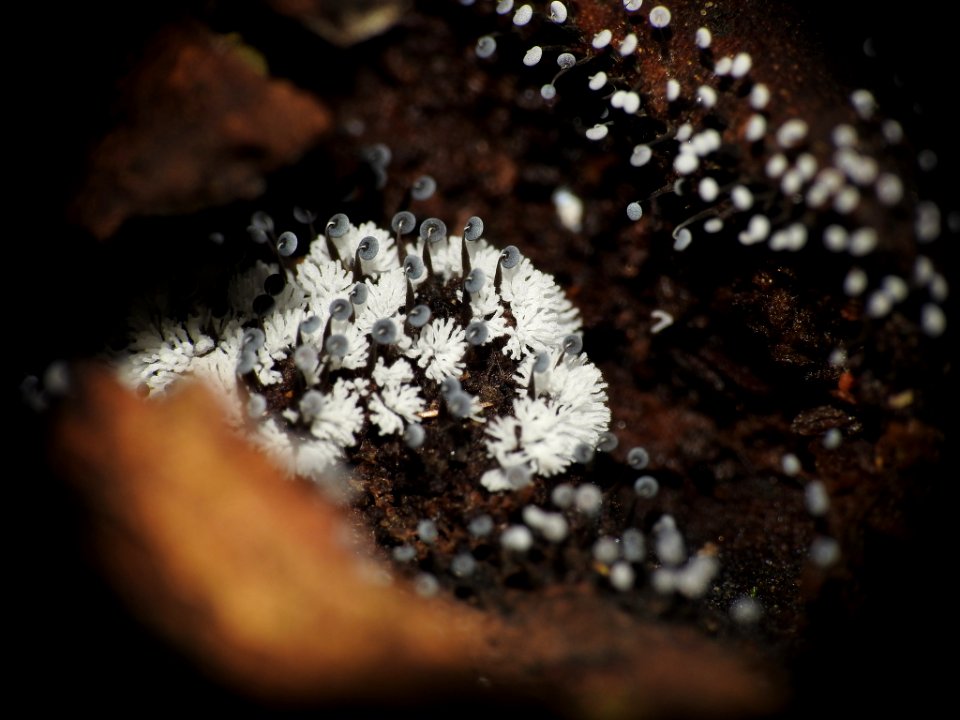 Ceratiomyxa fruticulosa 88087312
