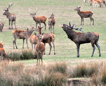 Cerf bramant Parc Sainte-Croix 22092018 04