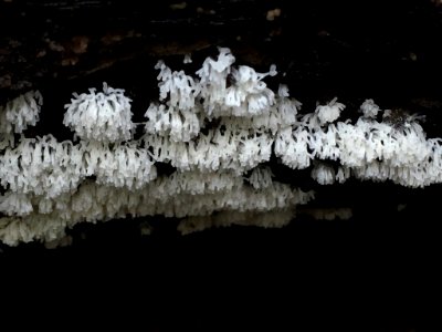 Ceratiomyxa fruticulosa 64404194