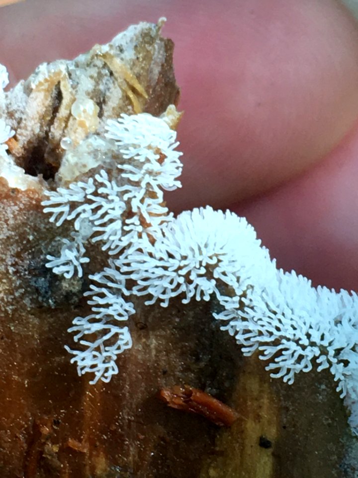 Ceratiomyxa fruticulosa 80710222