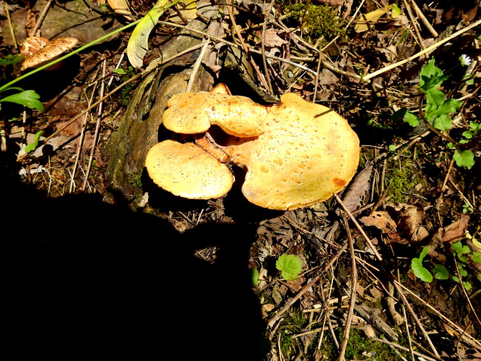 Cerioporus squamosus 123104556