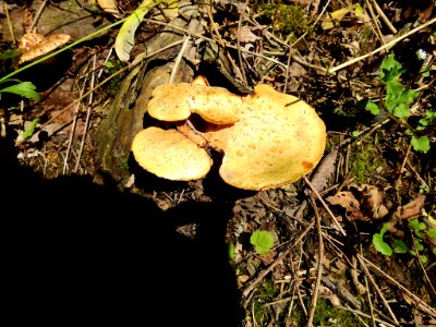 Cerioporus squamosus 123104556