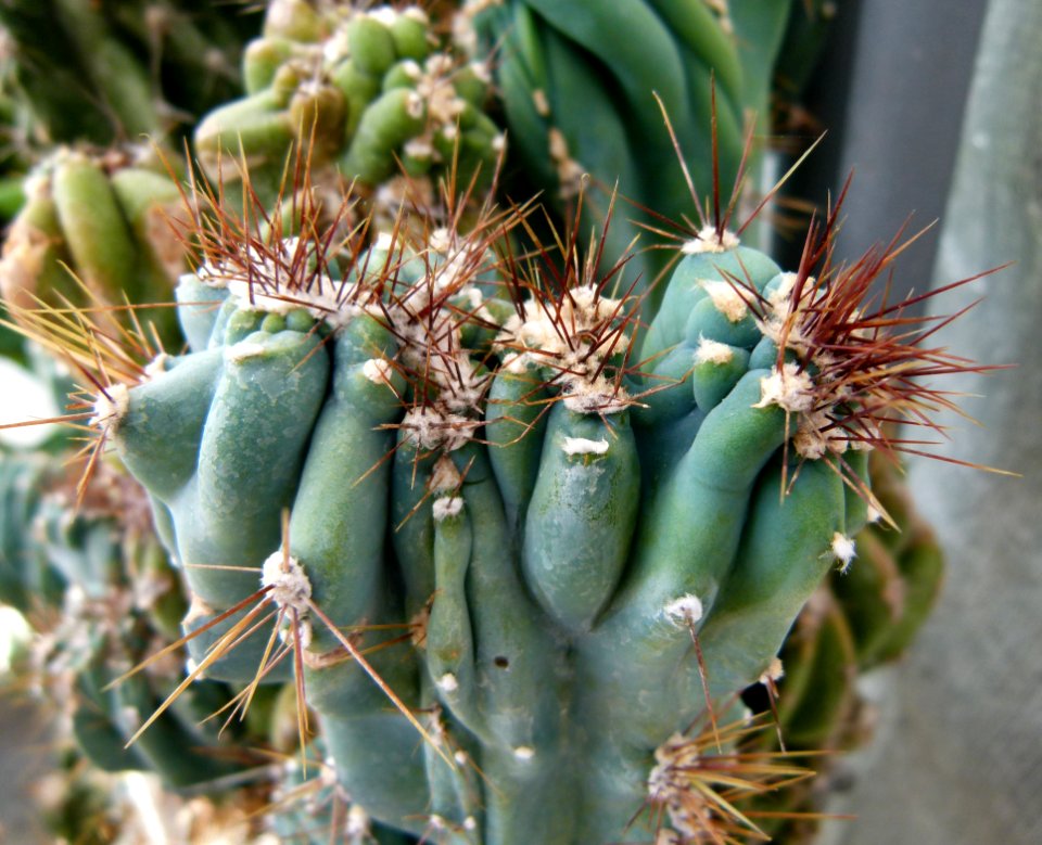 Cereus peruvianus monstruosus 2
