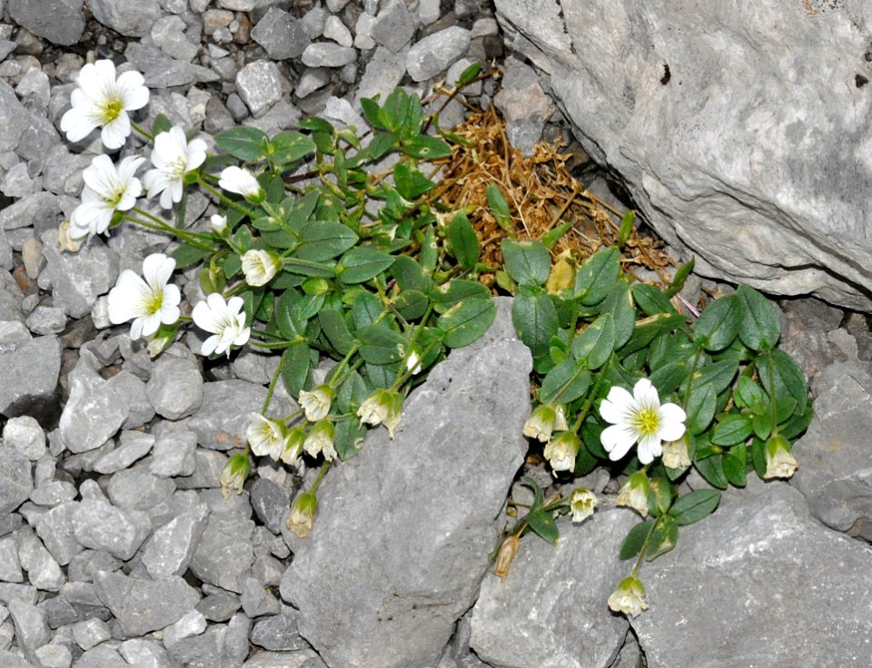 Cerastium-latifolium-01-fws