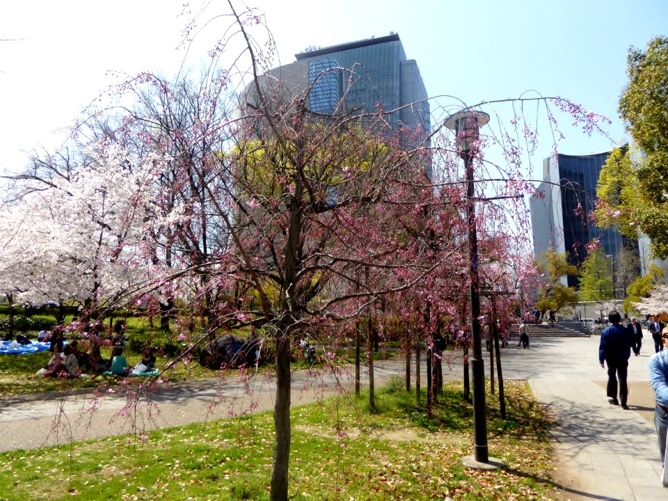 Cerasus spachiana f. spachiana in Osaka Catle Park