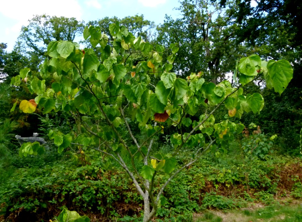 Cercis chinensis Jardin d'Agronomie Tropicale
