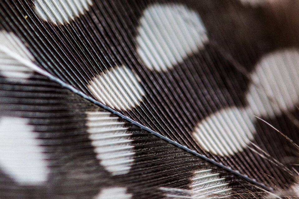 Macro background texture