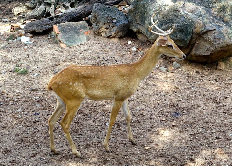 Cervus - Saigon Zoo and Botanical Gardens - Ho Chi Minh City, Vietnam - DSC01342