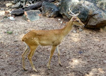 Cervus - Saigon Zoo and Botanical Gardens - Ho Chi Minh City, Vietnam - DSC01342
