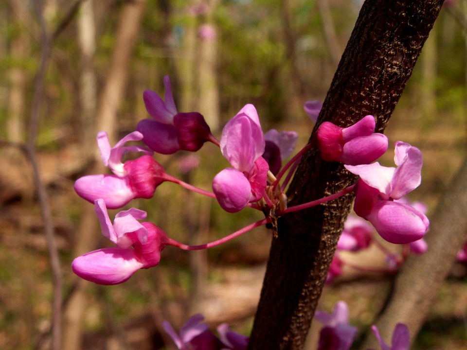 Cercis canadensis, 2015-04-29, Bird Park, Mount Lebanon, Pennsylvania, 02