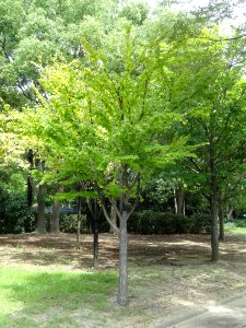 Cercidiphyllum japonicum - Nagai Botanical Garden - DSC07638