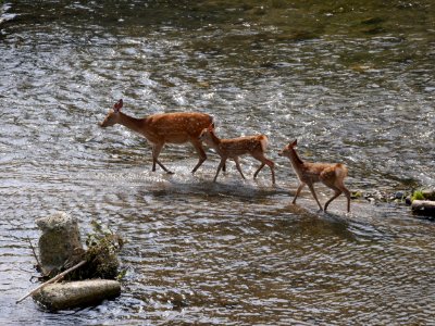 Cervus nippon passing Takano river 20160713