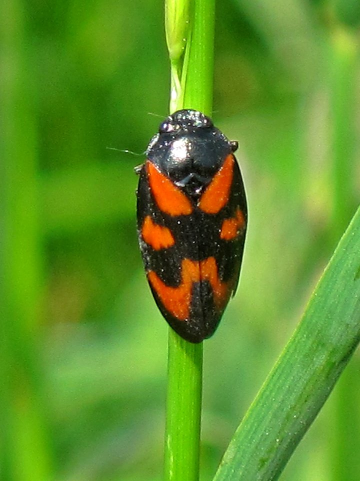 Cercopis vulnerata (Black-and-red froghopper), Arnhem, the Netherlands