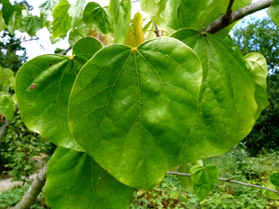 Cercis chinensis feuilles
