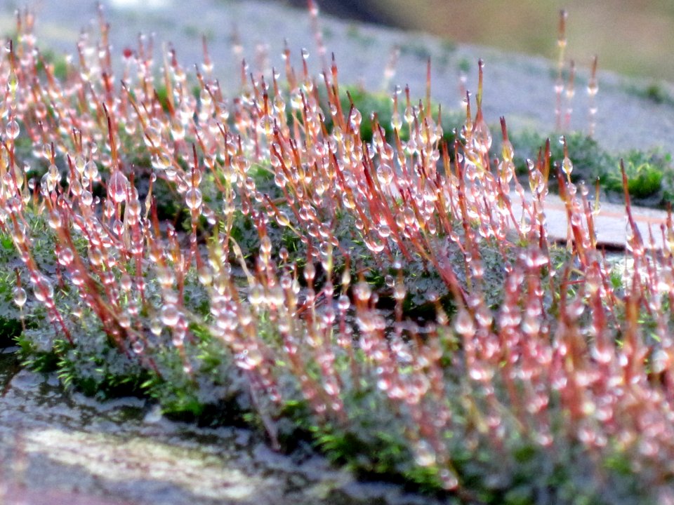 Ceratodon purpureus (purple horn toothed moss), Arnhem, the Netherlands