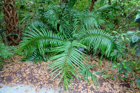 Ceratozamia mexicana - McKee Botanical Garden - Vero Beach, Florida - DSC03010