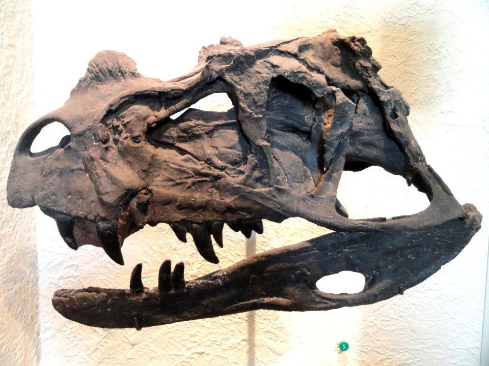 Ceratosaurus nasicornis (cast) - AMNH - DSC06292
