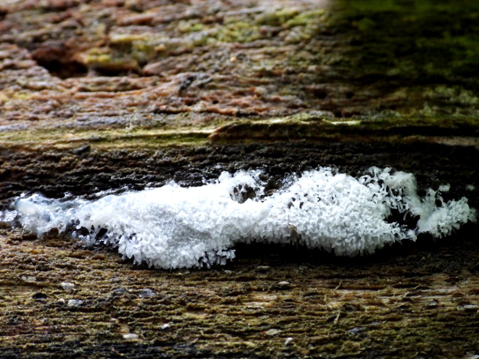 Ceratiomyxa fruticulosa 83306242