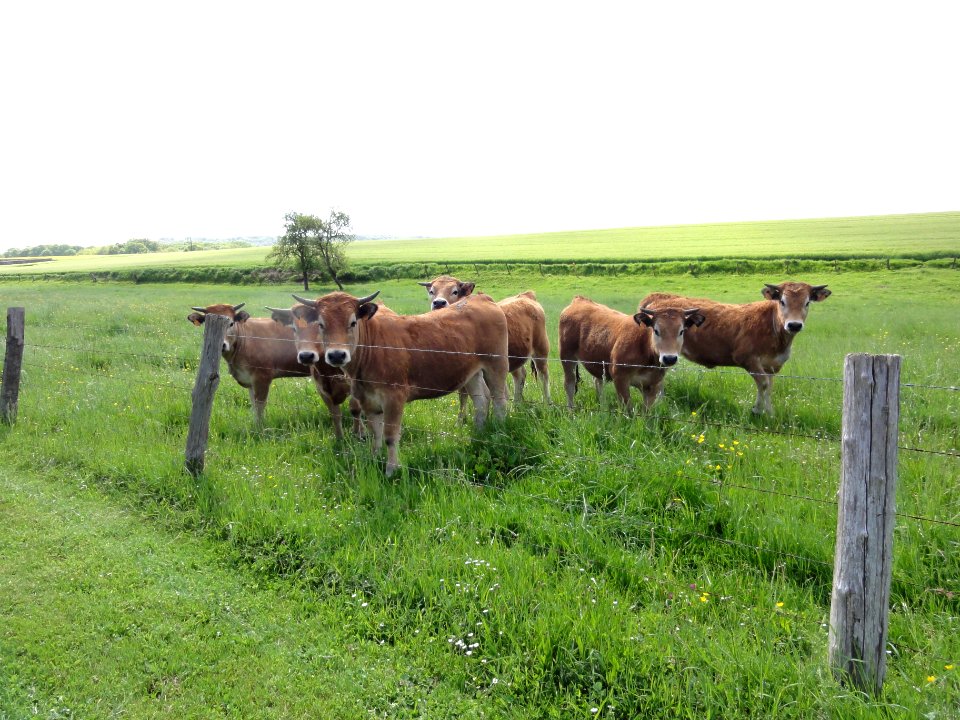 Cessières (Aisne) paysage avec vaches