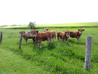 Cessières (Aisne) paysage avec vaches