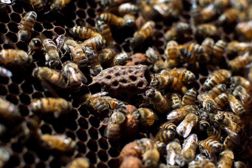 Bees nature beekeeping