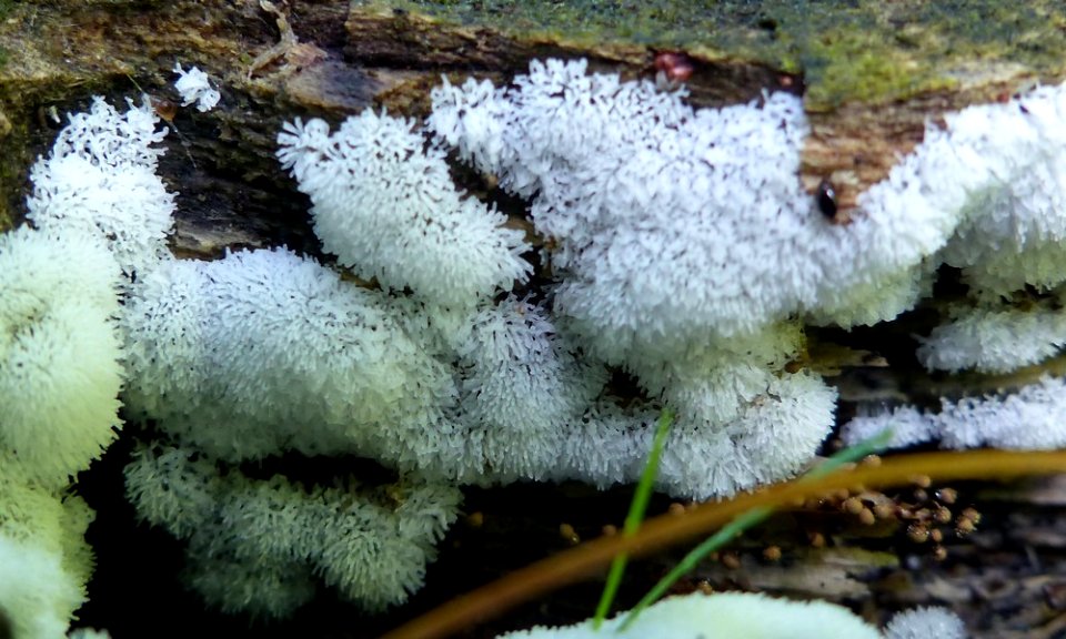 Ceratiomyxa fruticulosa 65996100