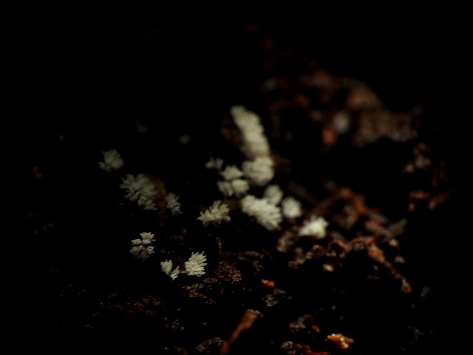 Ceratiomyxa fruticulosa 88087148