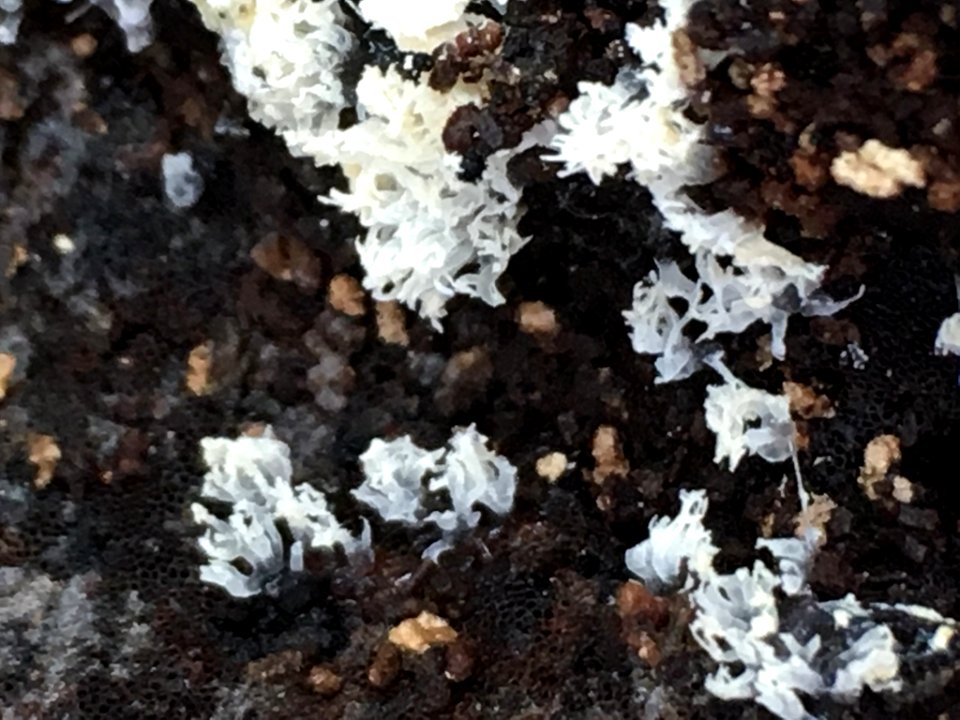 Ceratiomyxa fruticulosa 64404189