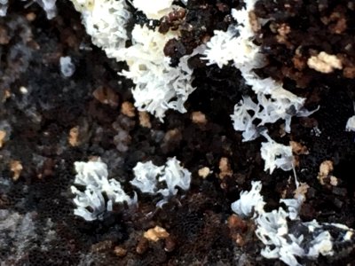 Ceratiomyxa fruticulosa 64404189