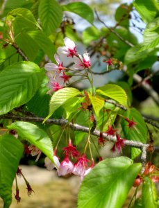 Cerasus lannesiana (Prunus lannesiana) - Gora Park - Hakone, Kanagawa, Japan - DSC08433