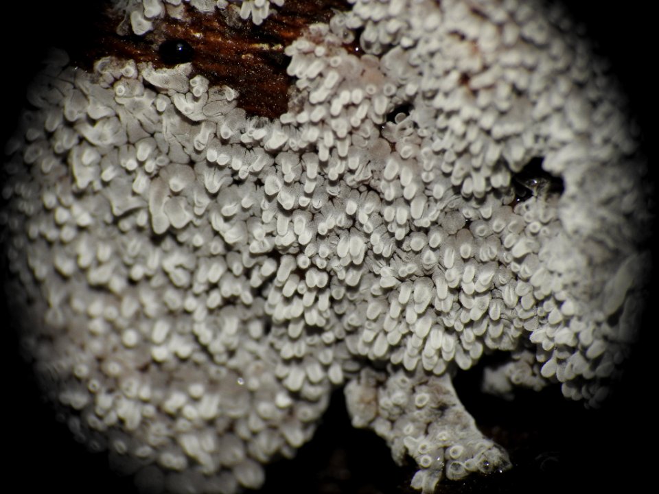 Ceratiomyxa fruticulosa 88764699
