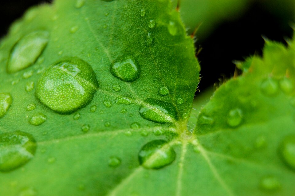 Water raindrop drops closeup