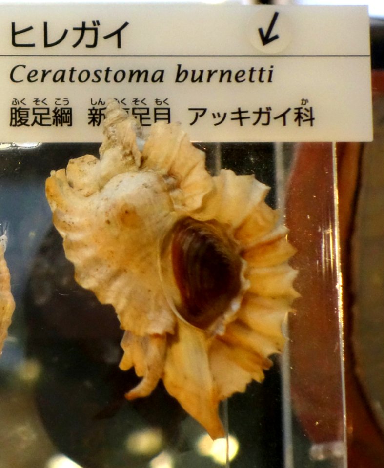 Ceratostoma burnetti - National Museum of Nature and Science, Tokyo - DSC06903-001