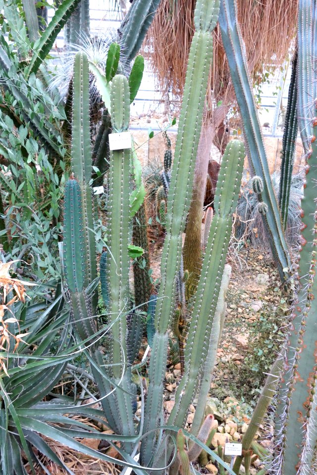 Cereus comarapanus - Botanischer Garten, Dresden, Germany - DSC08875