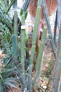 Cereus comarapanus - Botanischer Garten, Dresden, Germany - DSC08875