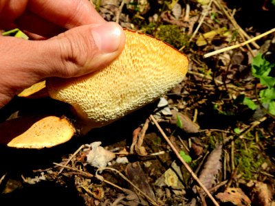 Cerioporus squamosus 123104598