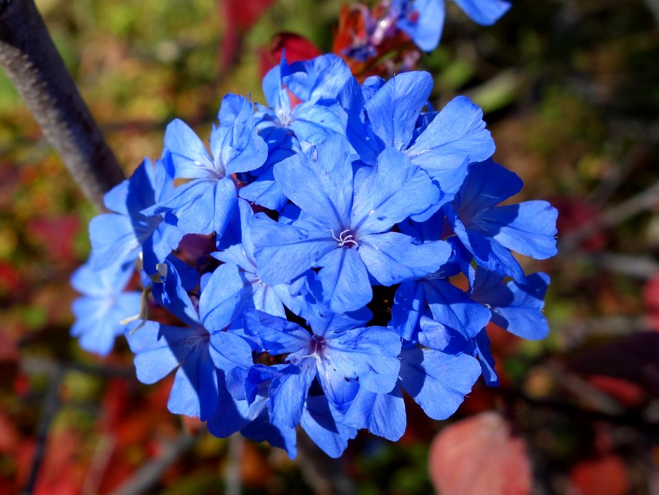 Ceratostigma willmottianum - Quarryhill Botanical Garden - DSC03386