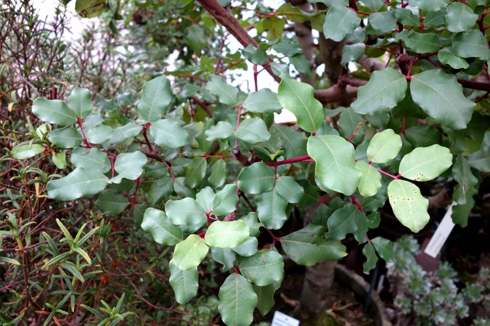 Ceratonia siliqua - Botanischer Garten, Dresden, Germany - DSC08465