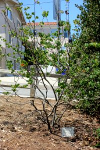 Cercis occidentalis - Manhattan Beach Botanical Garden - Manhattan Beach, CA - DSC01292