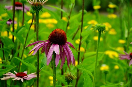 Garden garden plant echinacea