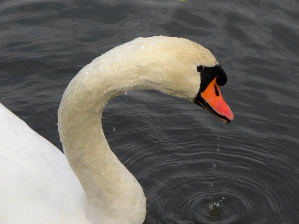 Beak animal white