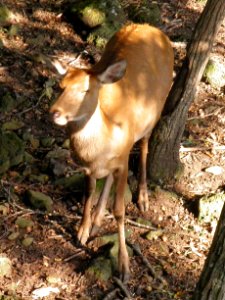 Cervus canadensis xanthopygus×Cervus nippon